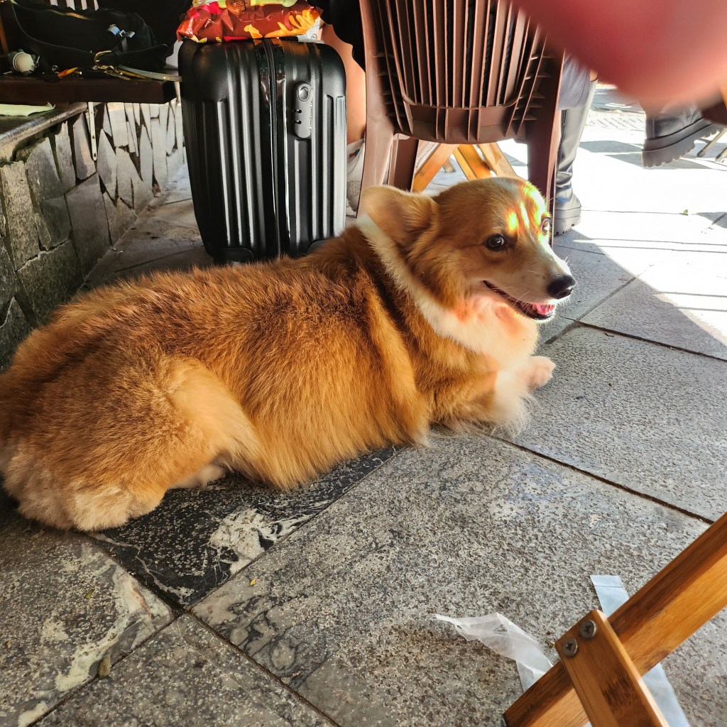 hanoi corgi