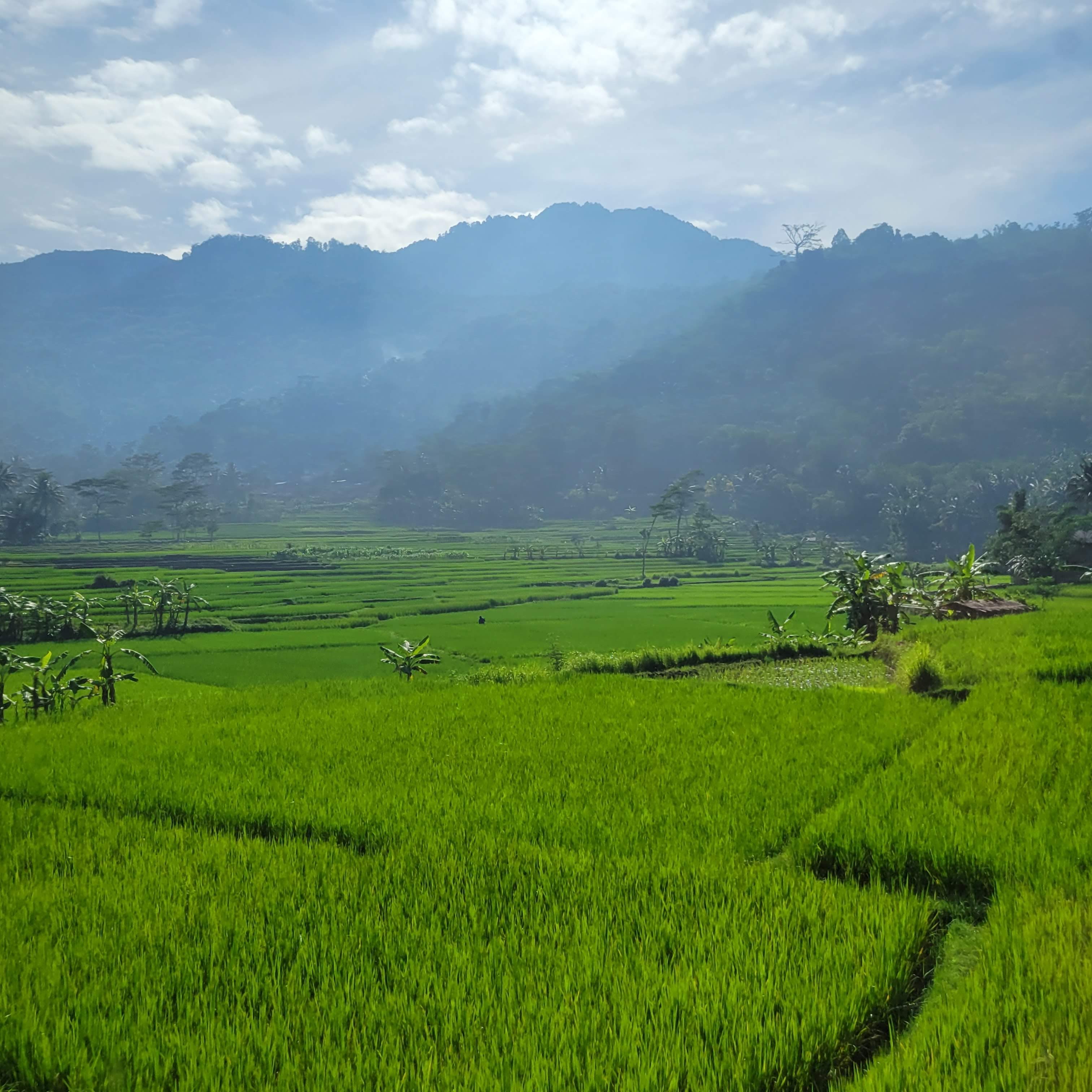 Java countryside from the train