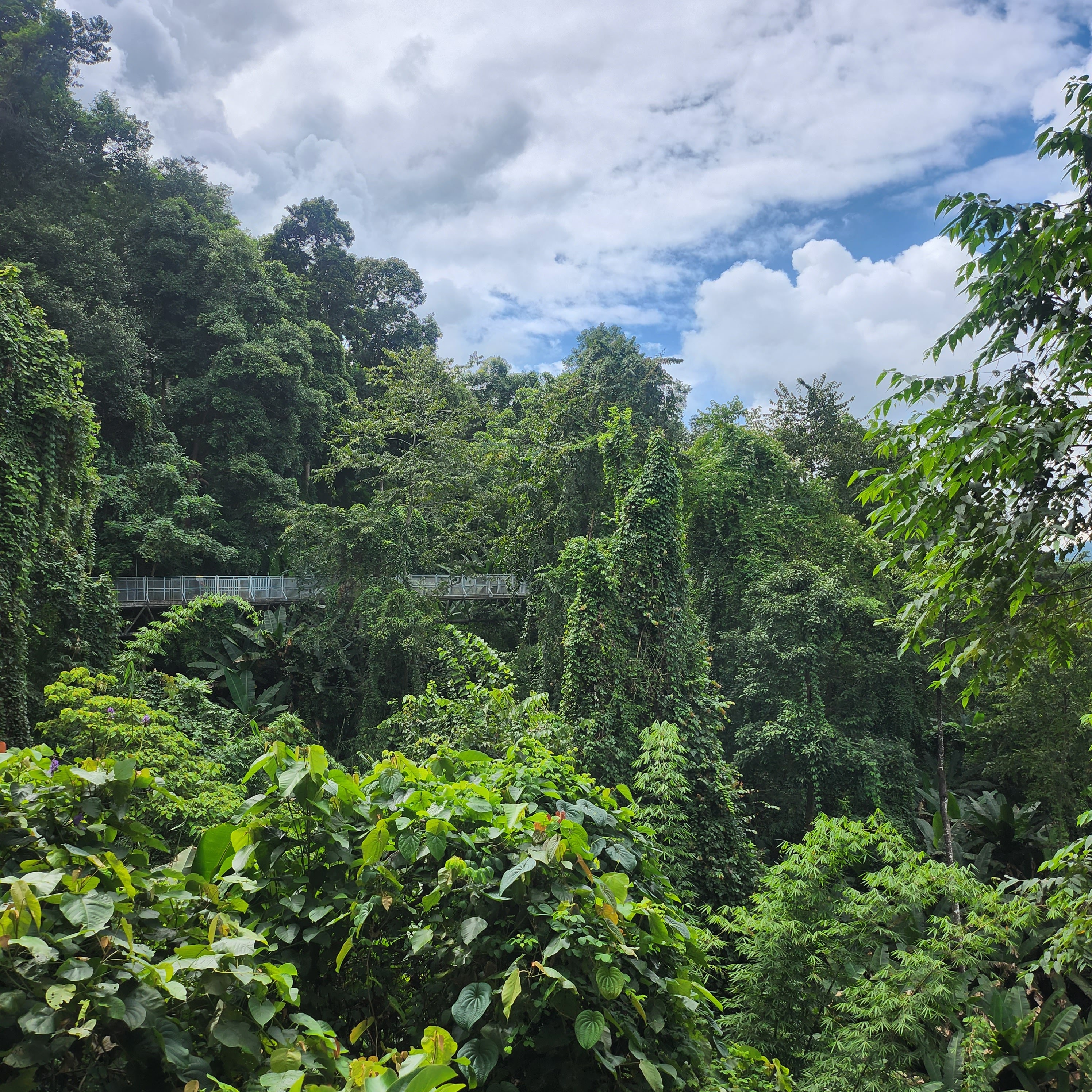 Botanical Garden Canopy Walk