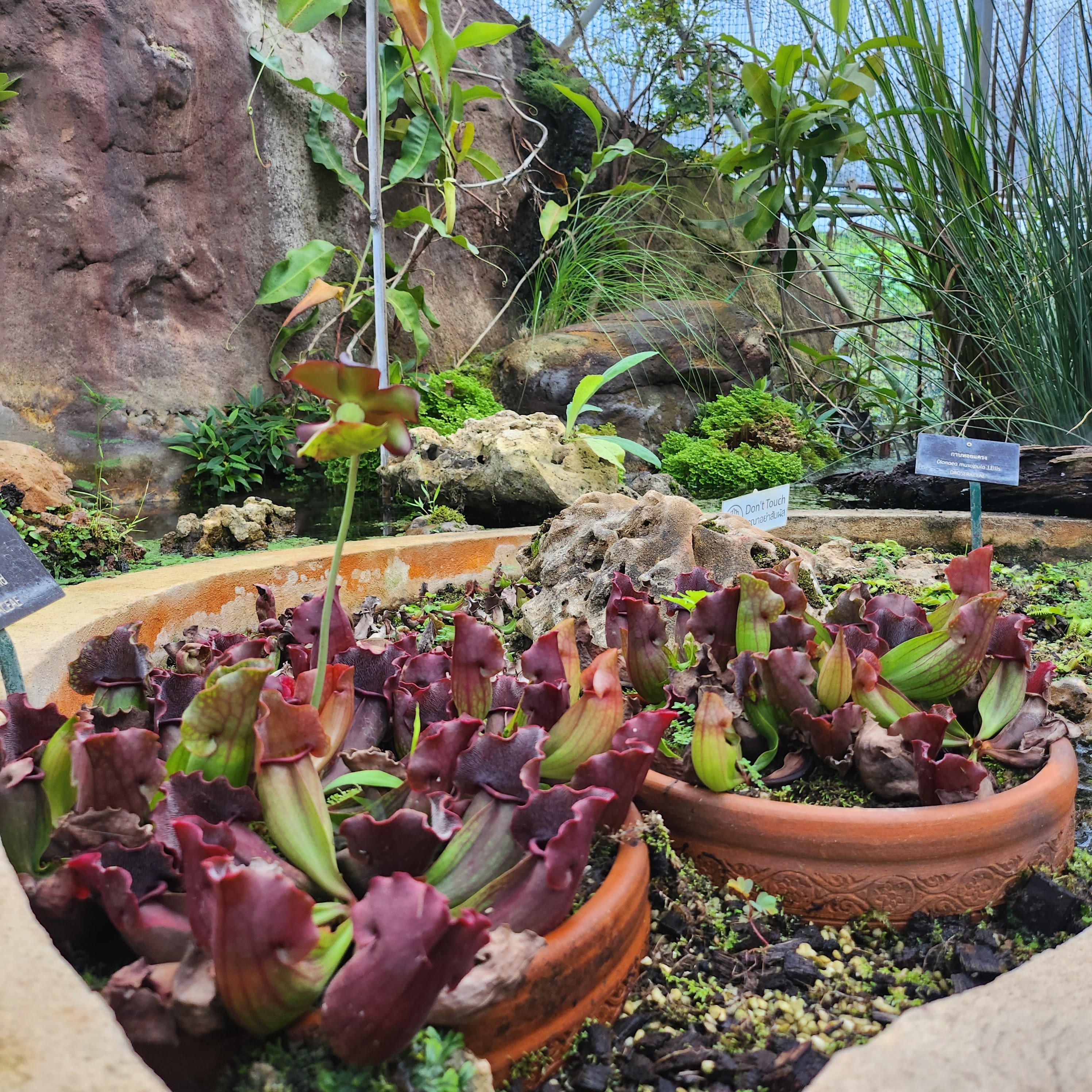 Botanical Garden Carnivorous Plants