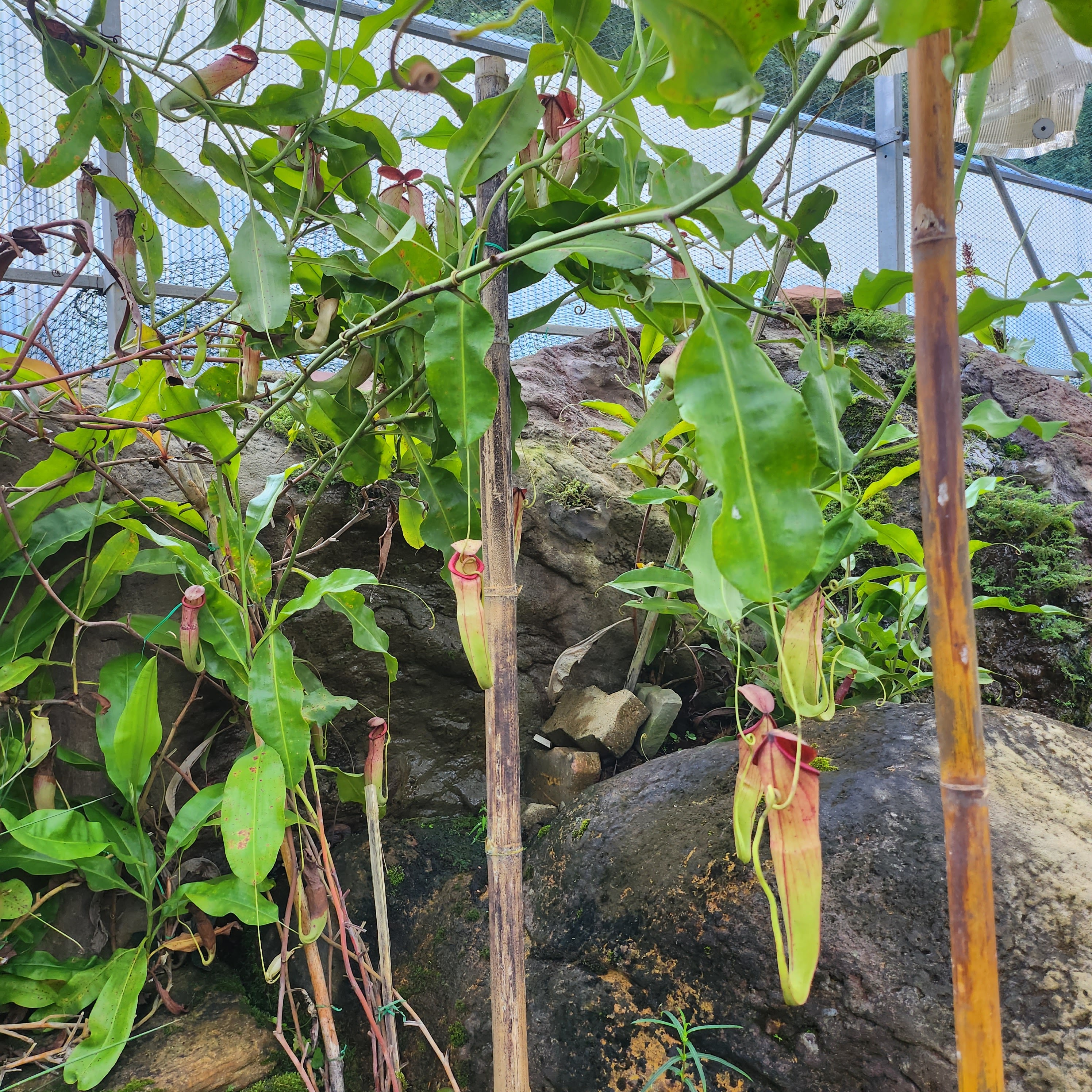 Botanical Garden Carnivorous Plants