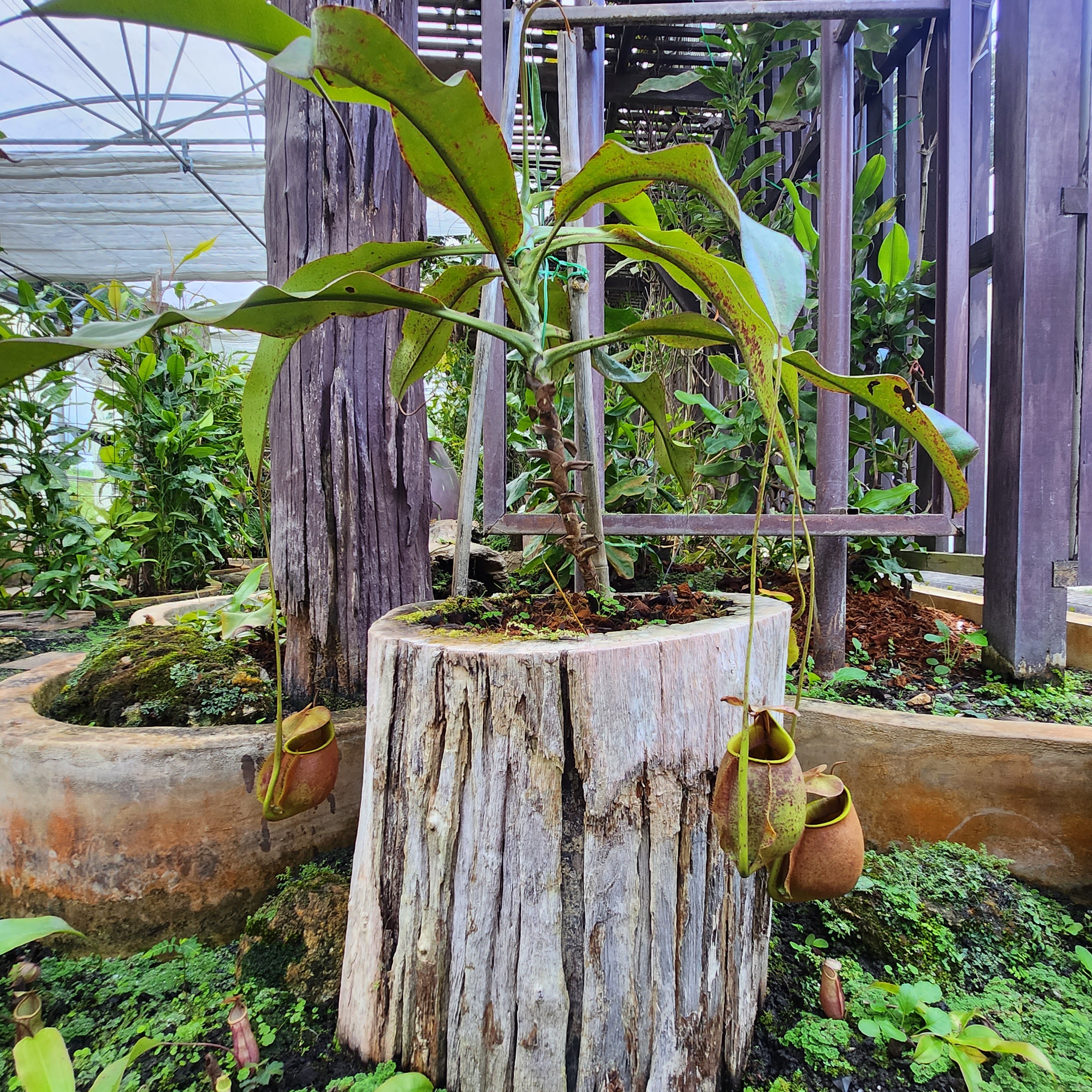 Botanical Garden Carnivorous Plants