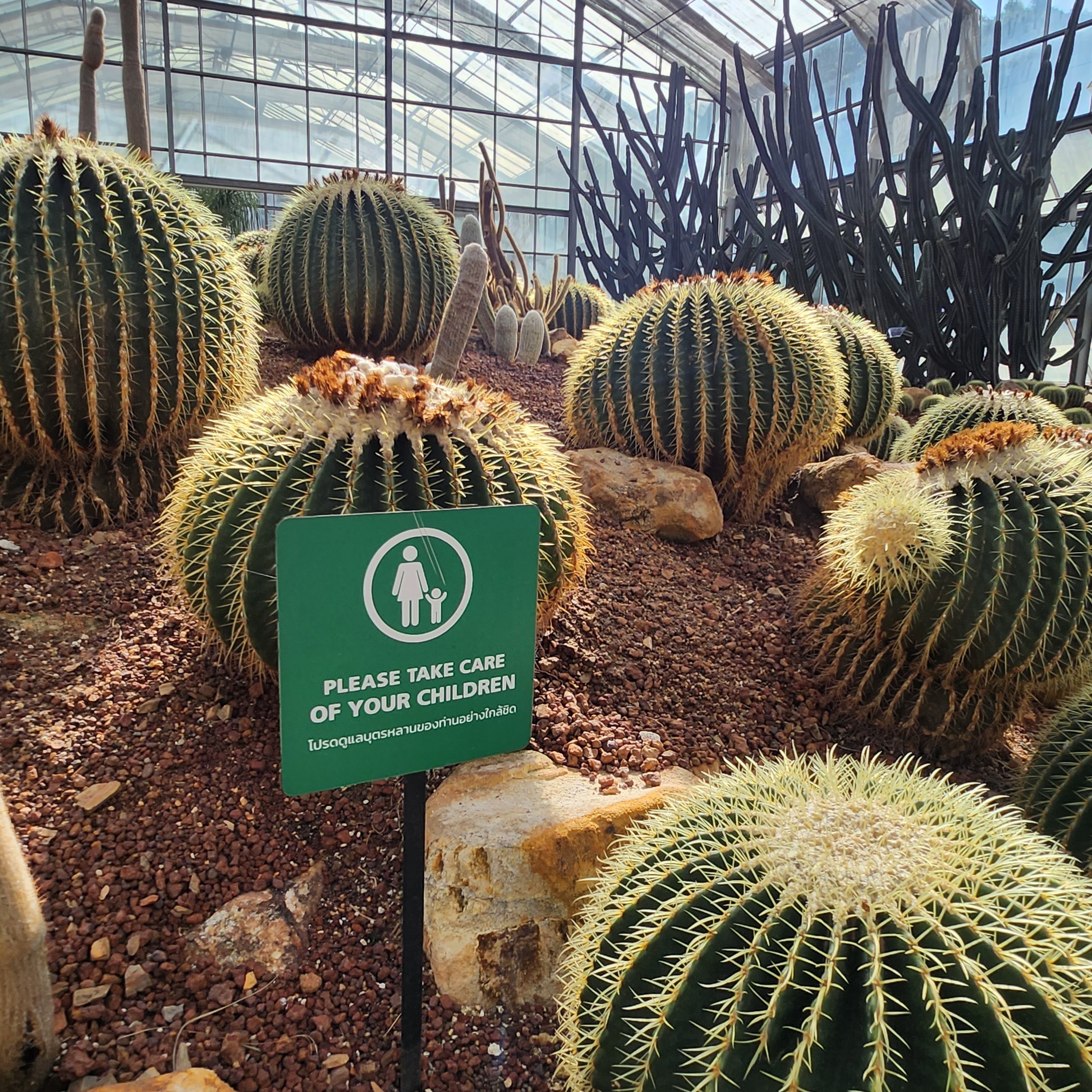 Botanical Garden Cactus